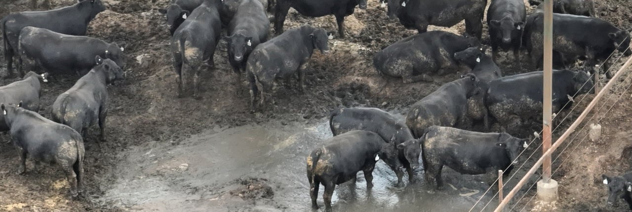 Cattle on Beef City feedlot