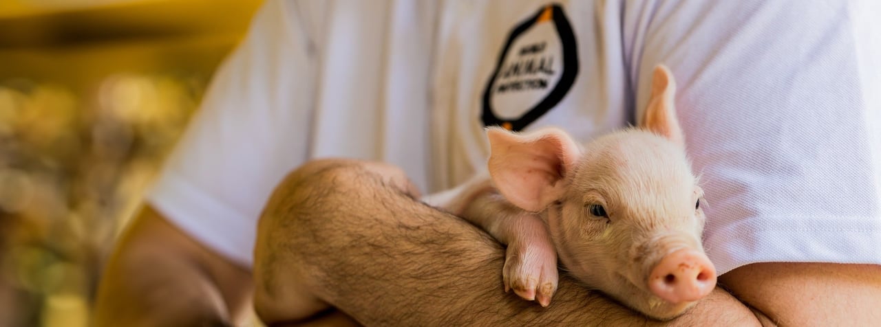 Piglet in Latin America