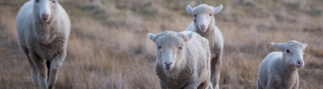 Sheep on a farm