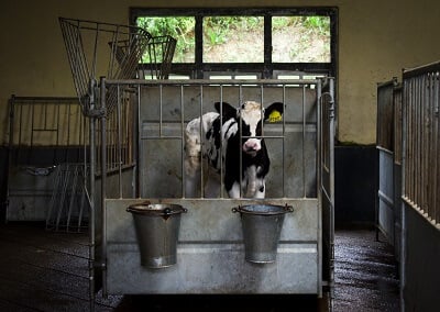 Calf at a dairy farm, Sri Lanka. Credit: Amy Jones / Moving Animals