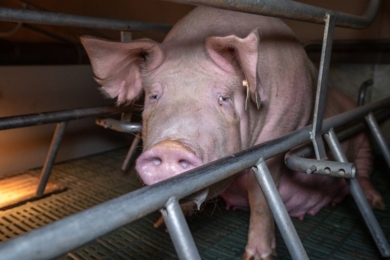 Mother pig in farrowing crate, Victoria, Australia.