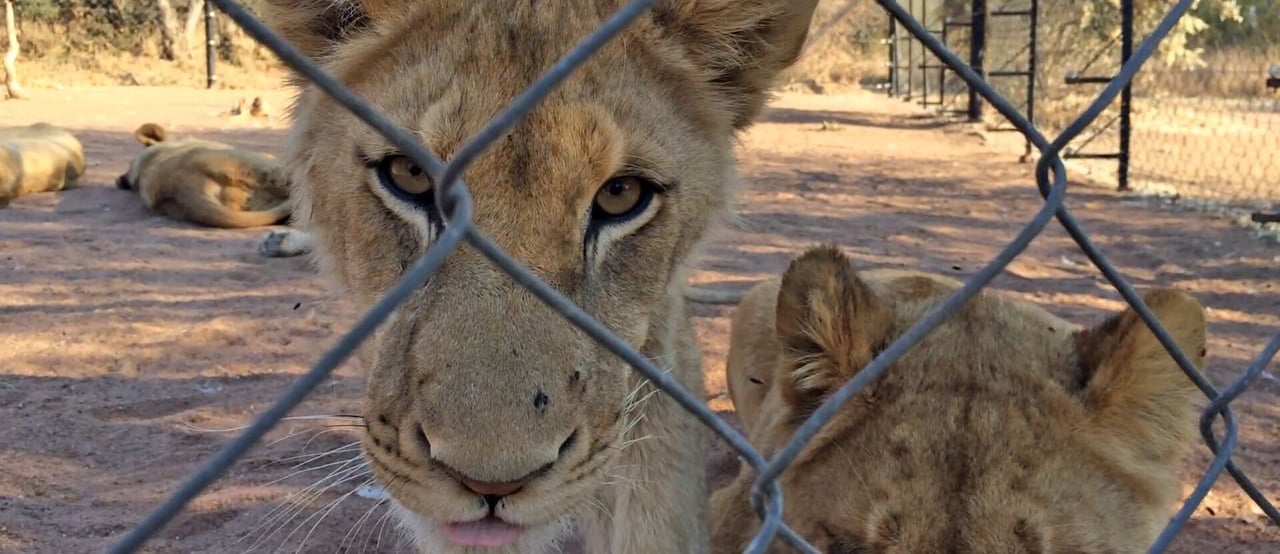 Lion facility in South Africa