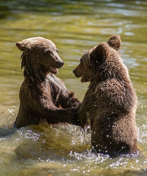 Bear cubs playing at Zarnesti sanctuary, Romania