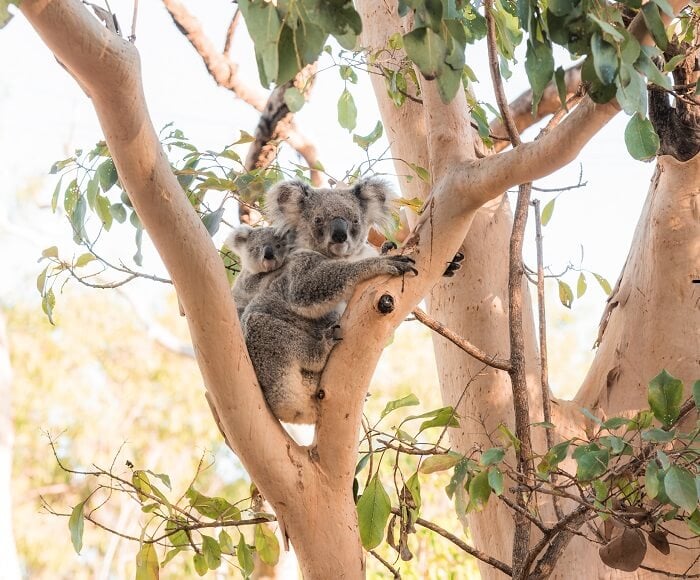 Koala in the wild in Queensland, Australia
