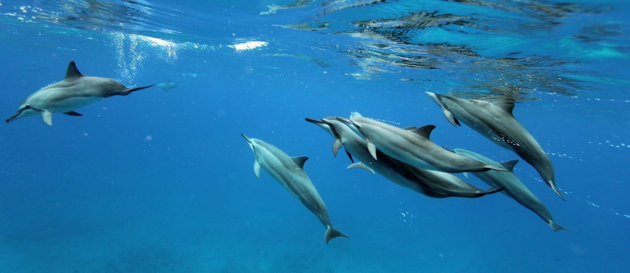 Spinner dolphins in Hawaii