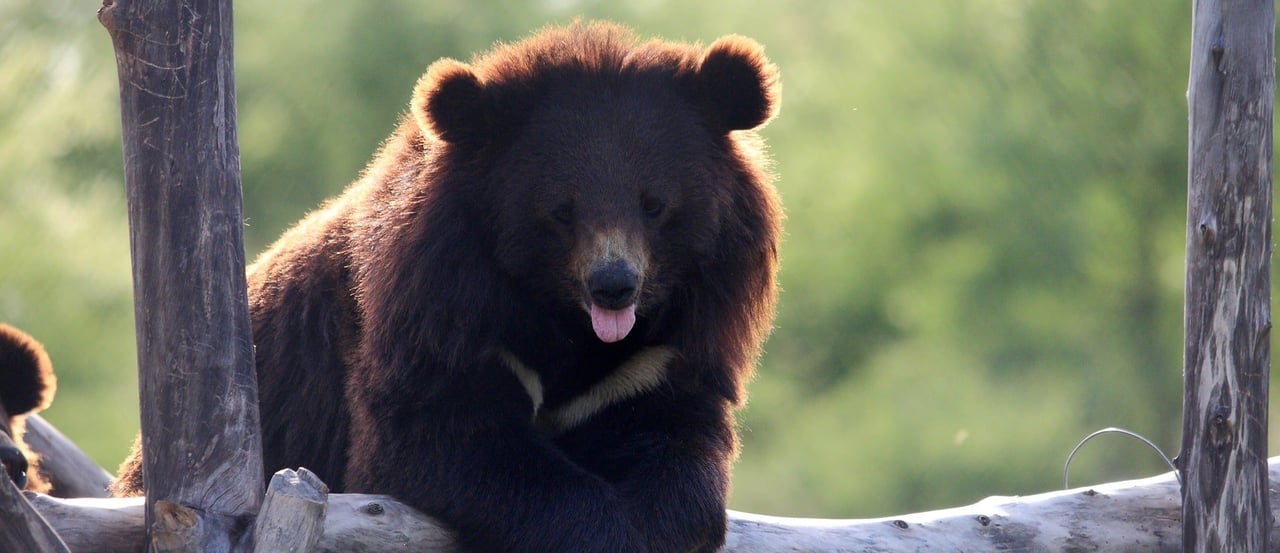Sharma, Asiatic Black Bear at Balkasar Sanctuary