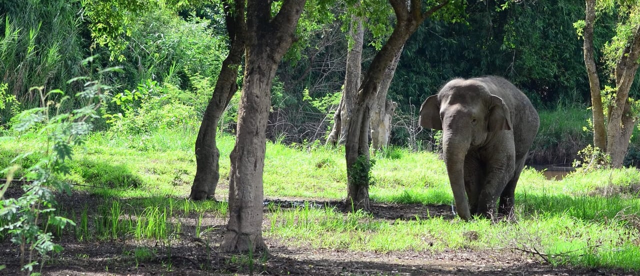 Elephant sanctuary, Thailand
