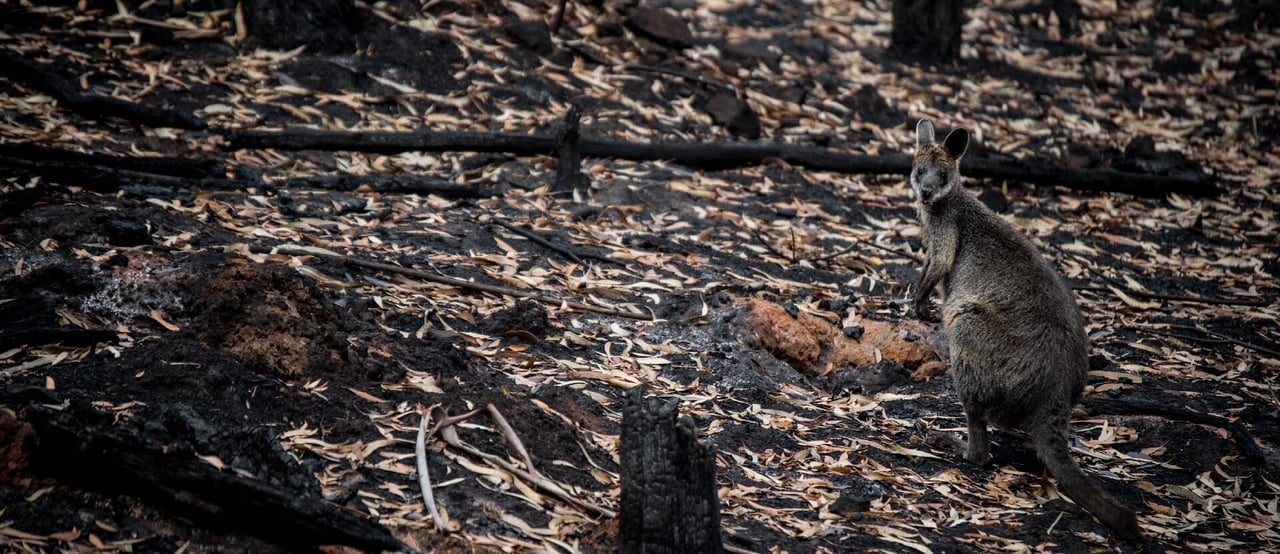 Kangaroo in the wild during the Australia bushfires