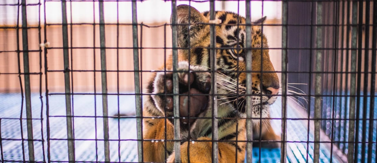 Tiger in a cage, Thailand