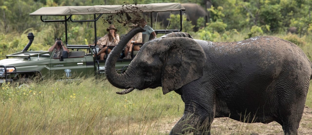 Elephant at a Zimbabwe safari