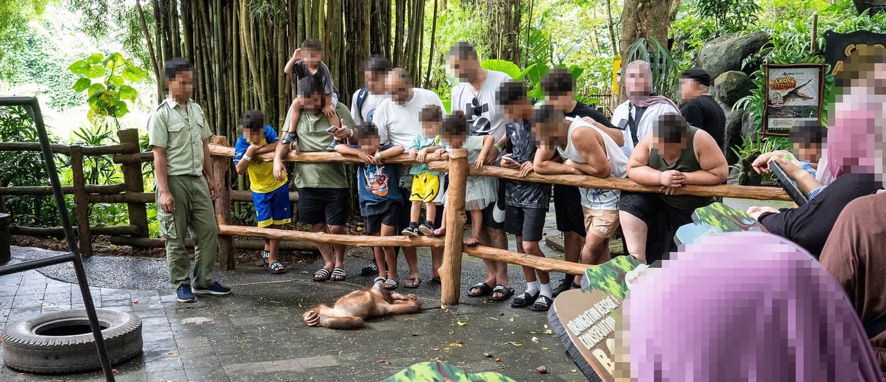 Orangutan show at Bali Safari