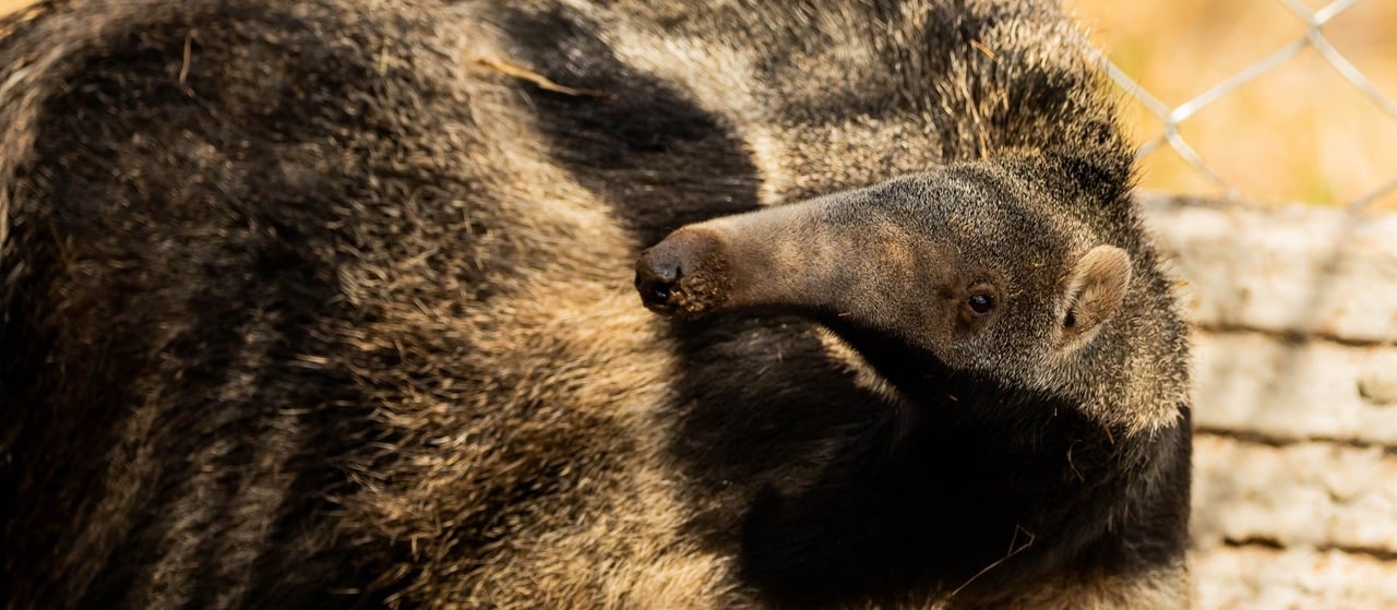 Aurora, a rescued anteater in Brazil