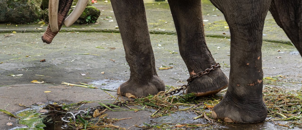 Chained elephant at Mason Elephant Park, Bali