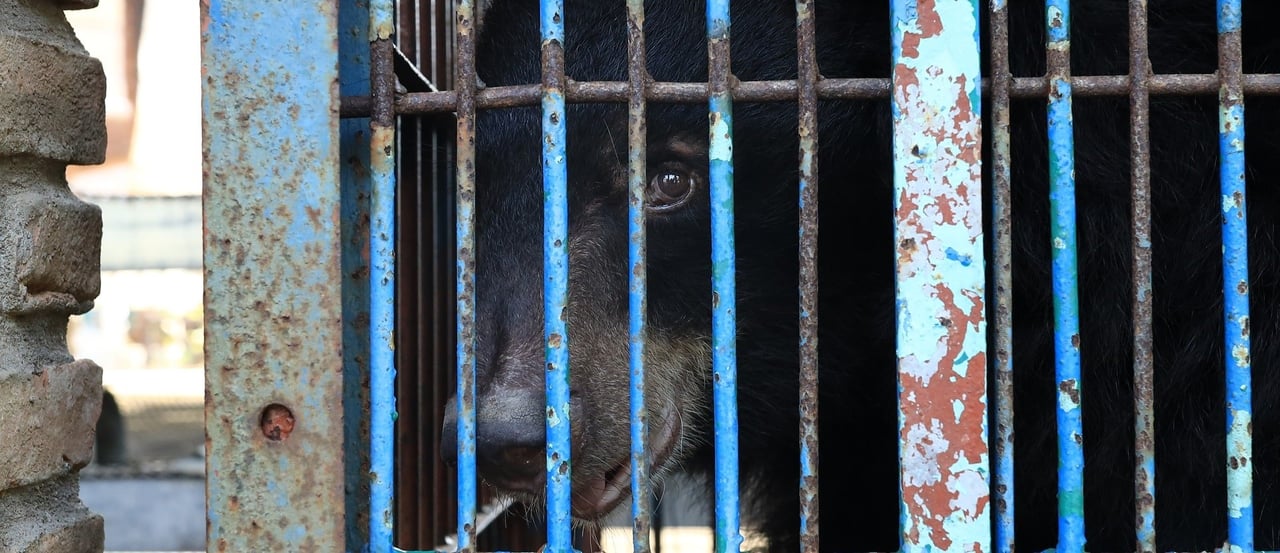 Bear bile farm, Vietnam