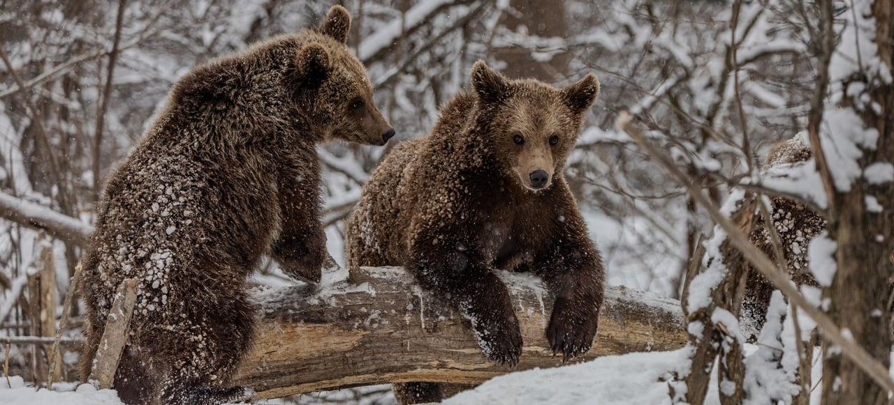 Bears in snow at Libearty Sanctuary, Romania, February 2025. Pictured; Anita, Thomas, Alexandra and Chance