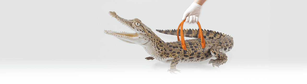 Crocodile and handbag