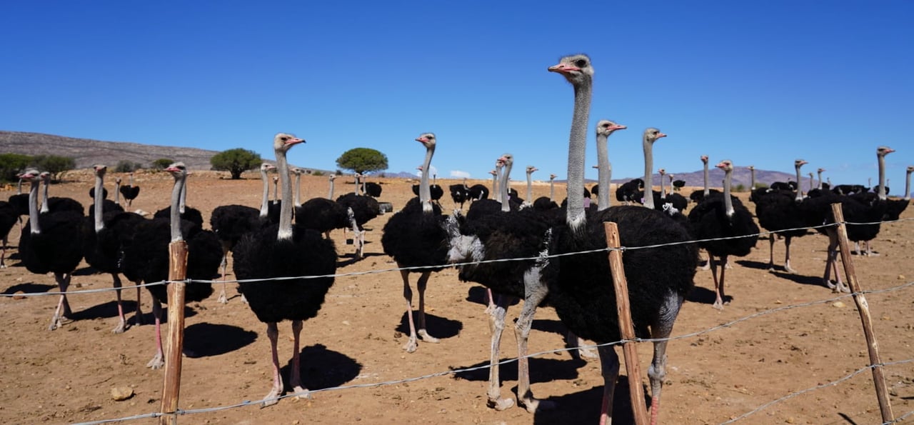 Ostriches on a feather farm