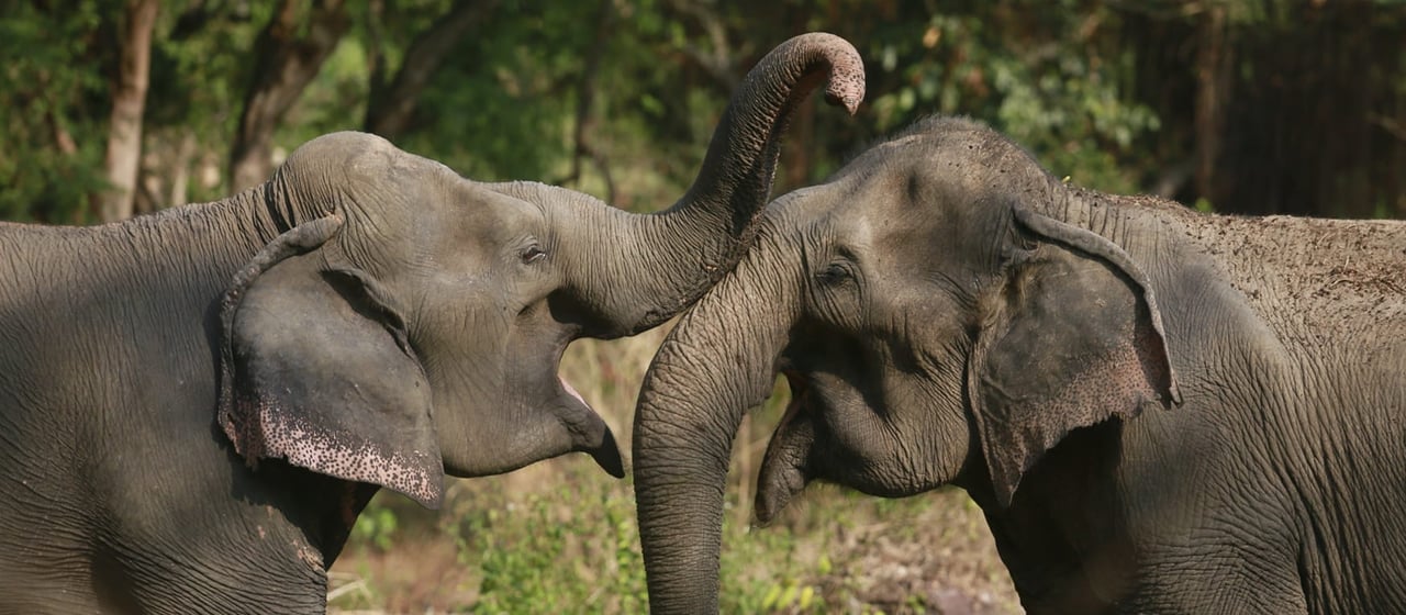 Happy elephants at Sappraiwan Elephant Sanctuary, Thailand