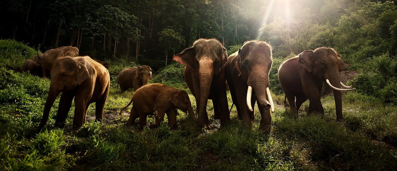 Elephants in the wild