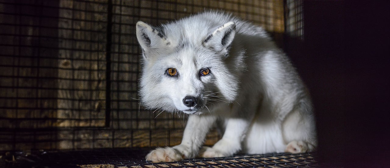 Fox on a fur farm