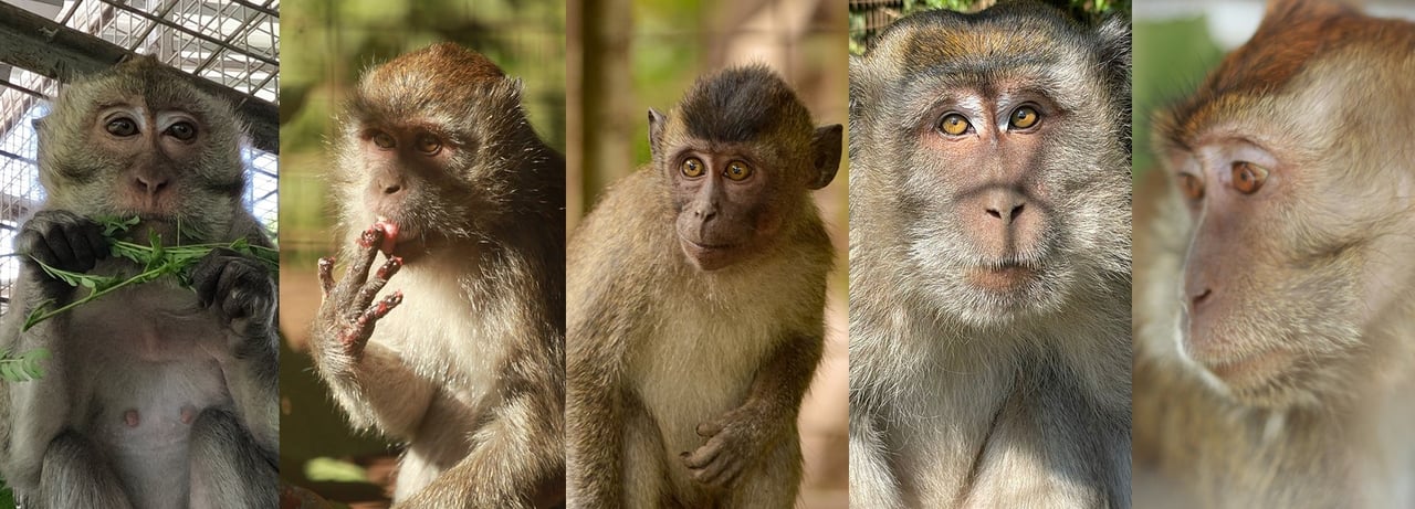 Rescued dancing monkeys