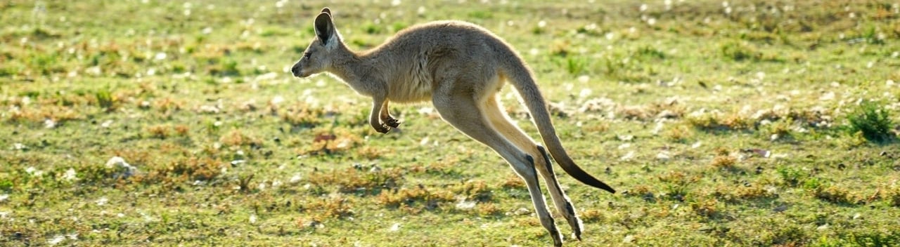 Kangaroo in the wild