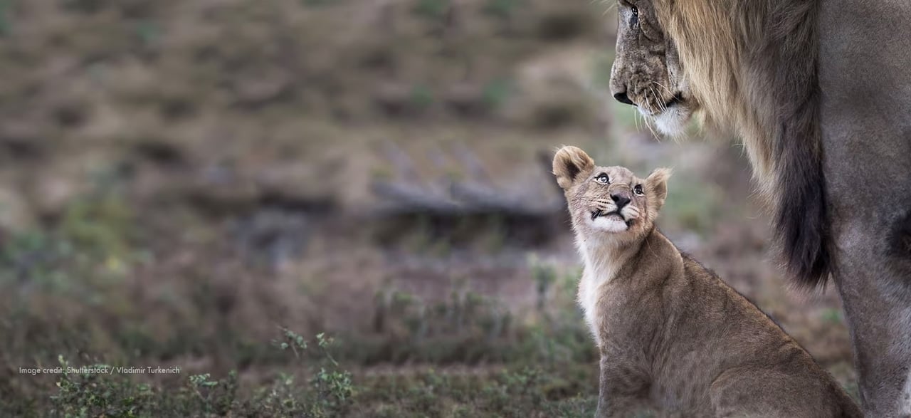 Lion with a cub