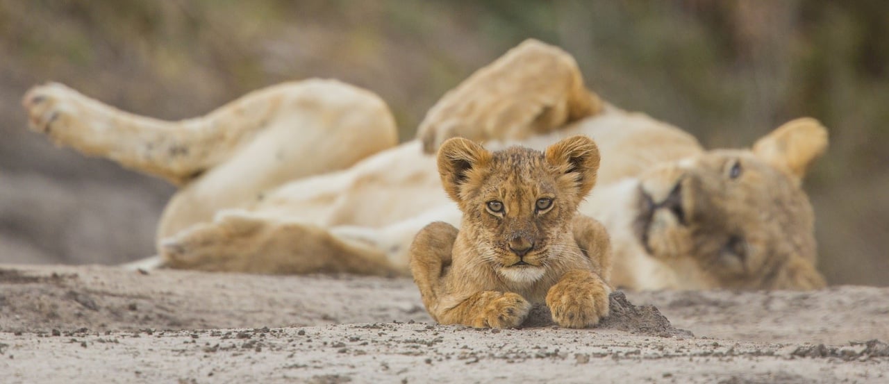 Lion cub in Zimbabwe