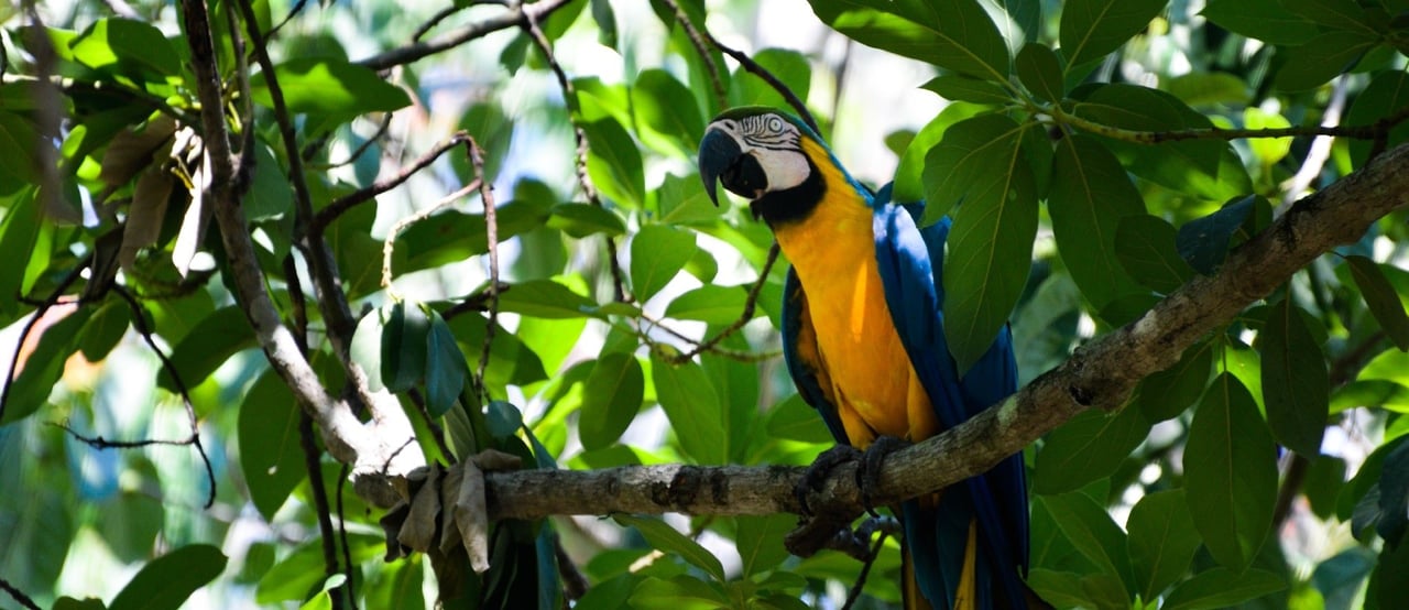Wild Macaw in Brazil