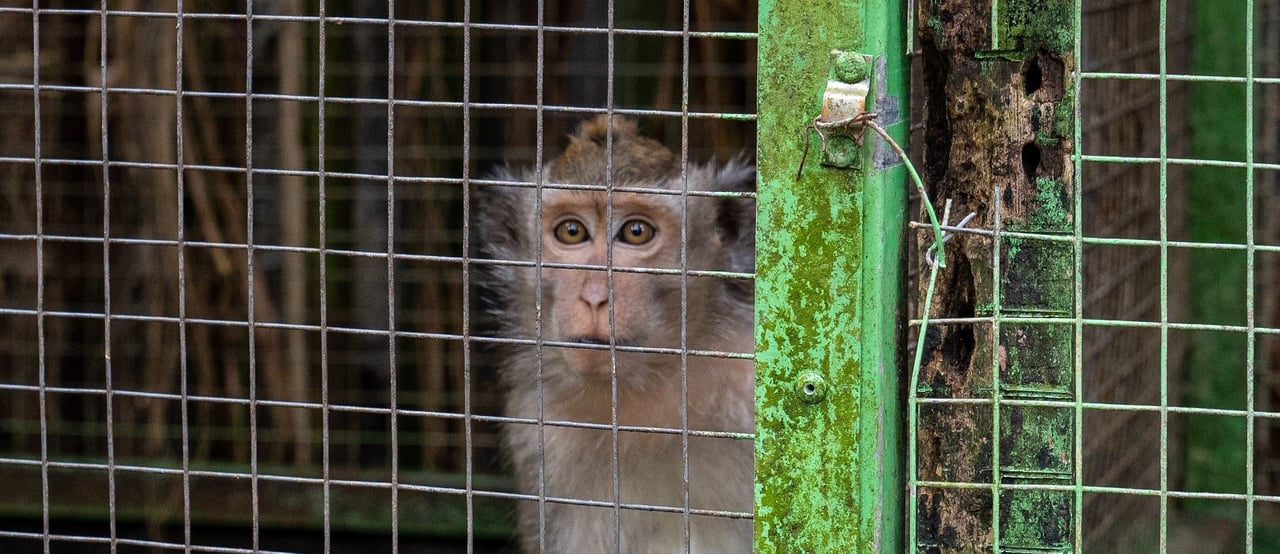 Caged monkey at Fantasi Turtle Island