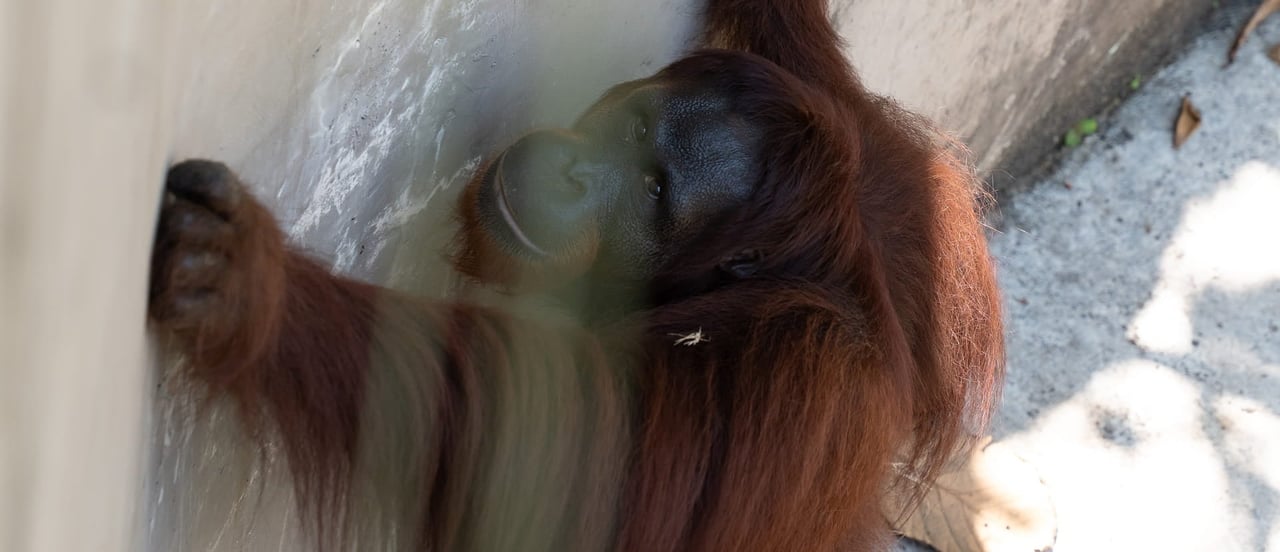 An orangutan in captivity at Bakas Adventure Park in Bali
