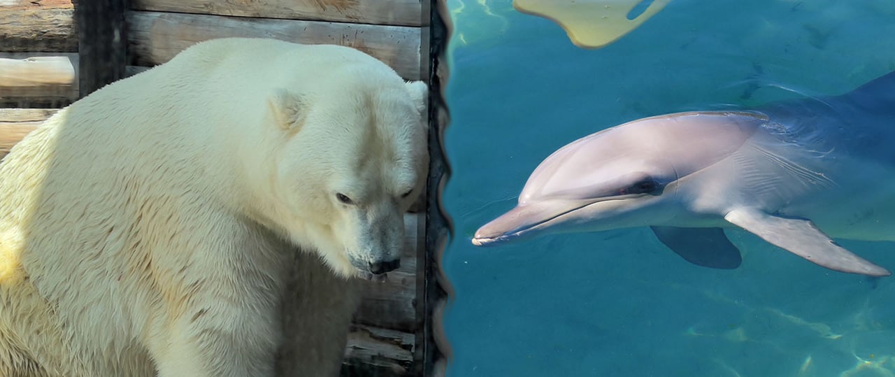 Polar bear and dolphin in captivity, Sea World