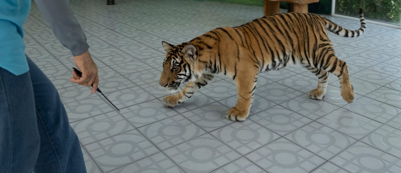 Thunder the tiger in captivity at a lion park in Thailand