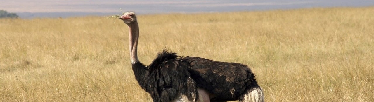 Ostrich in the wild