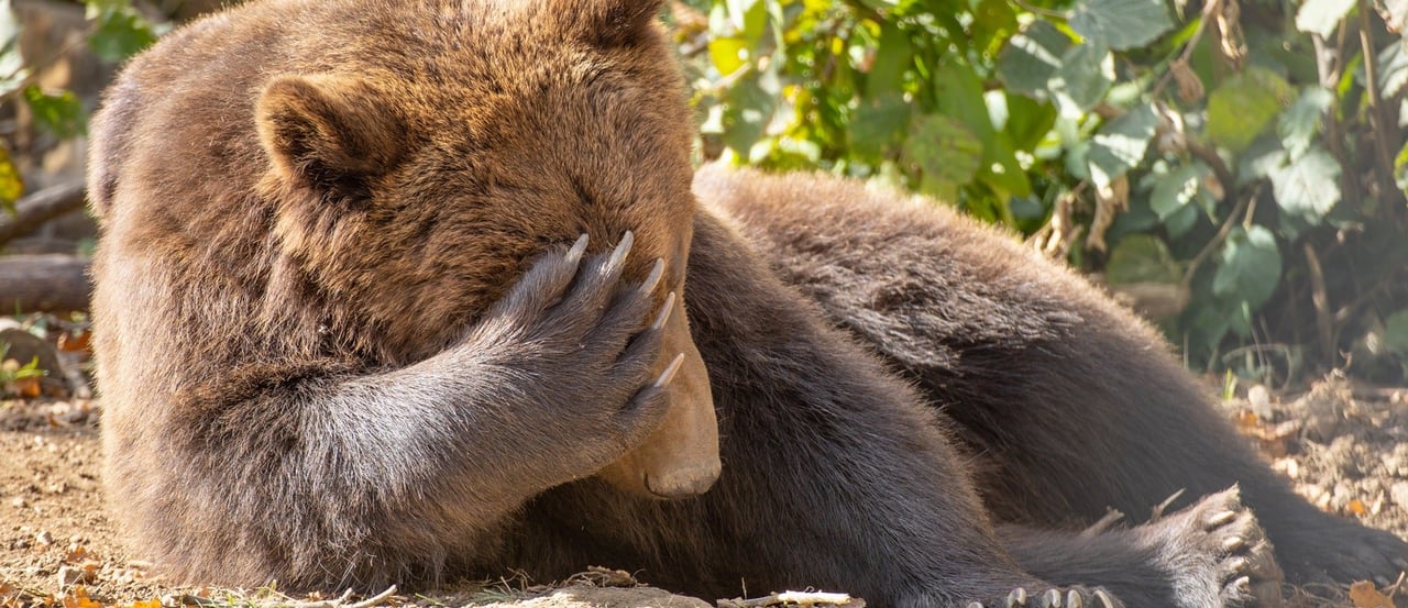 Bear at Libearty Sanctuary