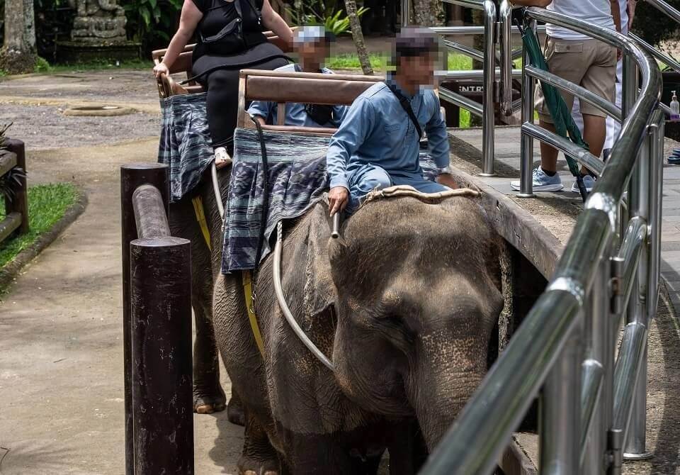 Elephant riding with a bullhook at Mason Elephant Park, Bali