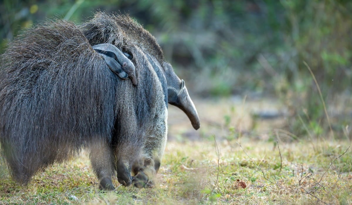 Cecilia the anteater’s new baby hangs on to her back