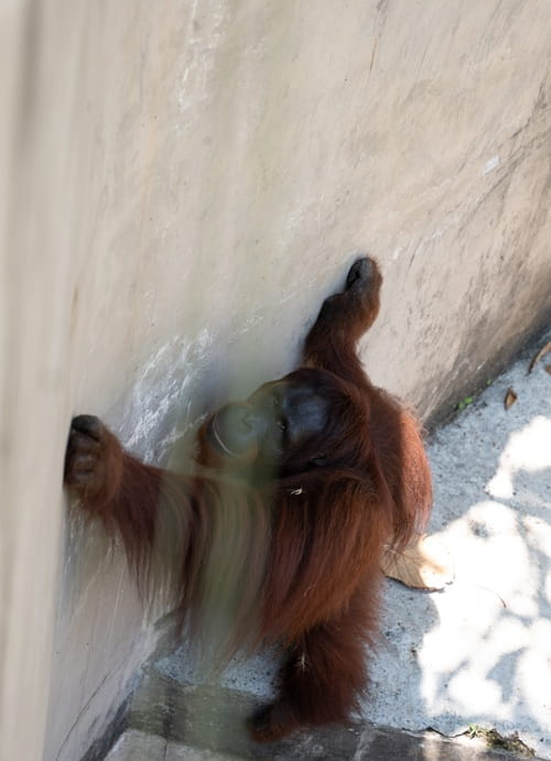 An orangutan in captivity at Bakas Adventure Park in Bali (2026)