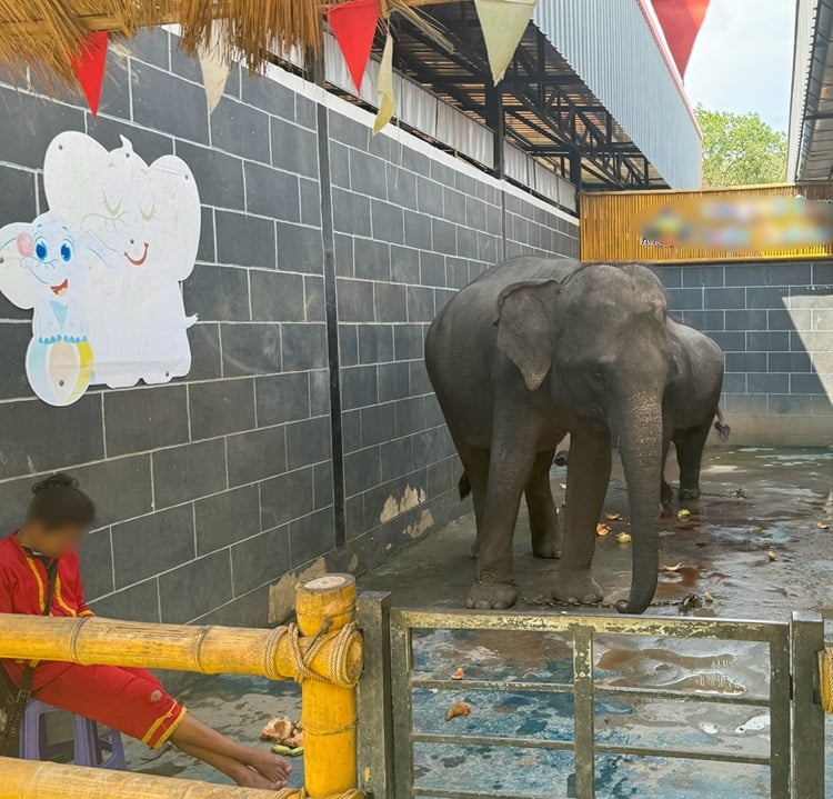 Elephants chained at a venue