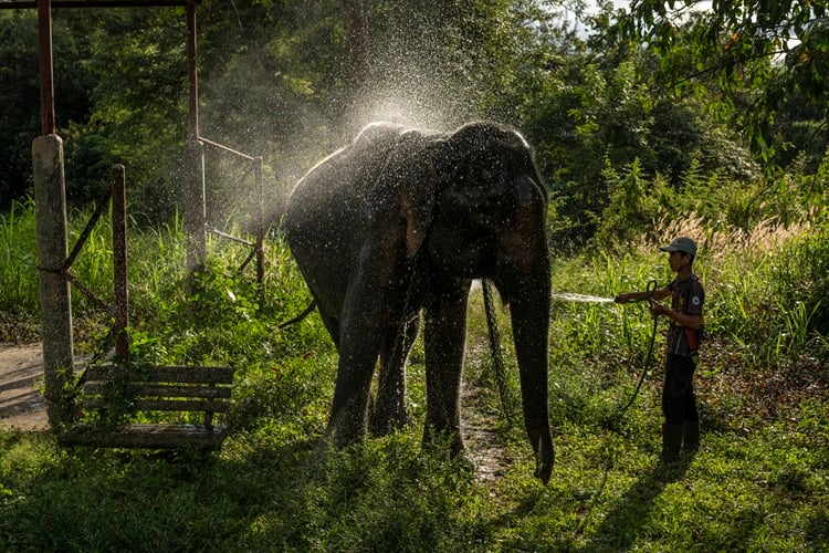 Gumrai, Elephant Forest, Thailand
