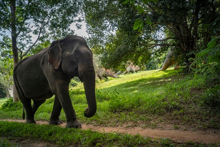 Roy Ngern, Elephant Forest, Thailand