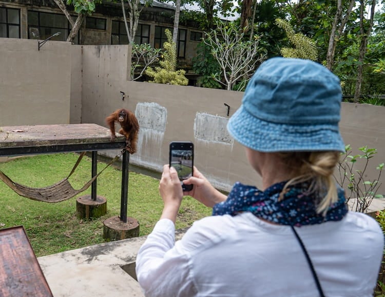 Jeni the orangutan in the enclosure at Bakas Adventure and Elephant Park in Bali