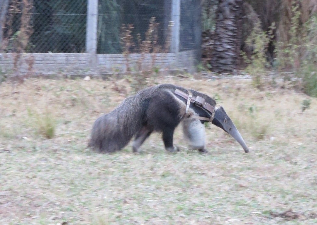 Joey the anteater released to the wild