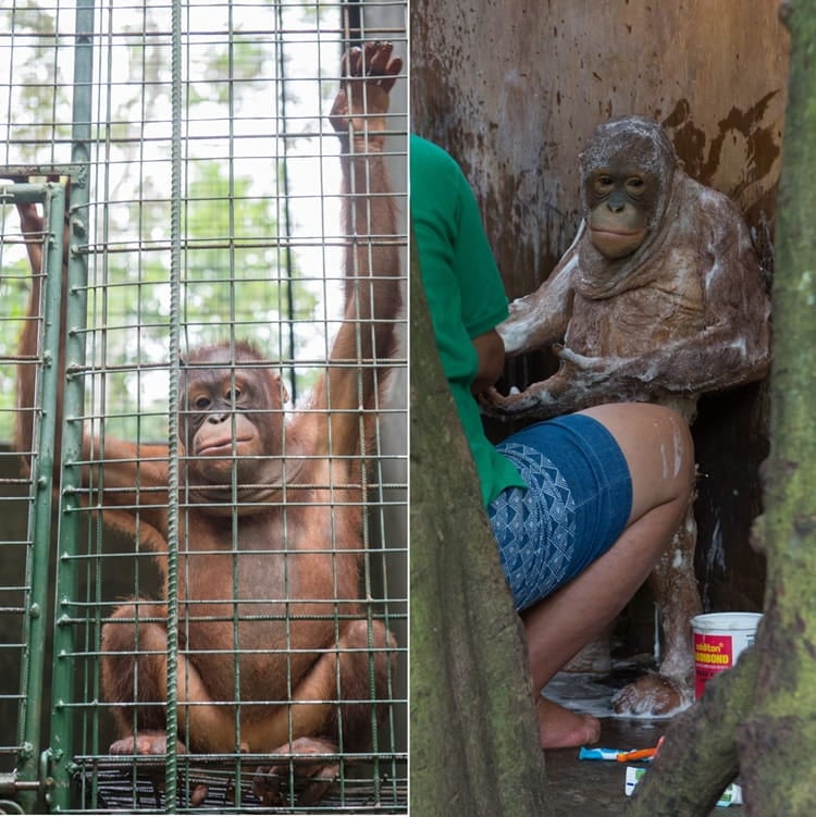 Joni and Jeni, captive orangutans at Bakas Adventure and Elephant Park in Bali