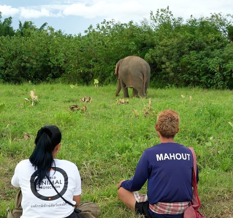 Staff watching Kammoon the elephant at Somboon Legacy Foundation in Thailand