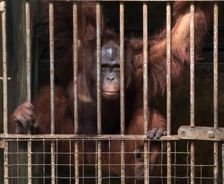 Nico the orangutan captive at Bakas Adventure and Elephant Park in Bali