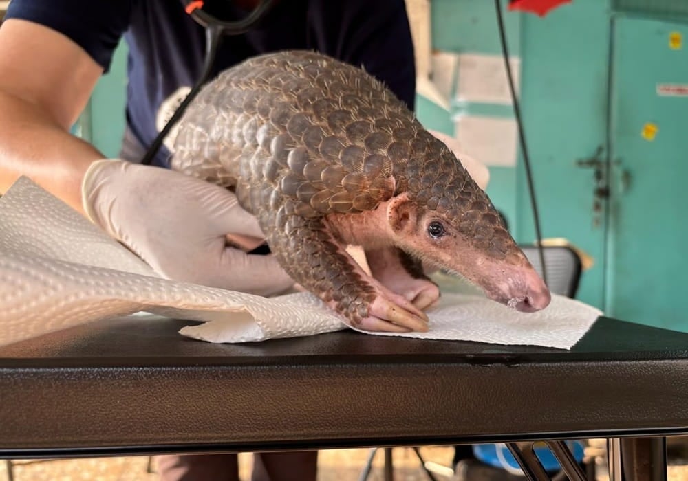 Peter the pangolin receives emergency medical care