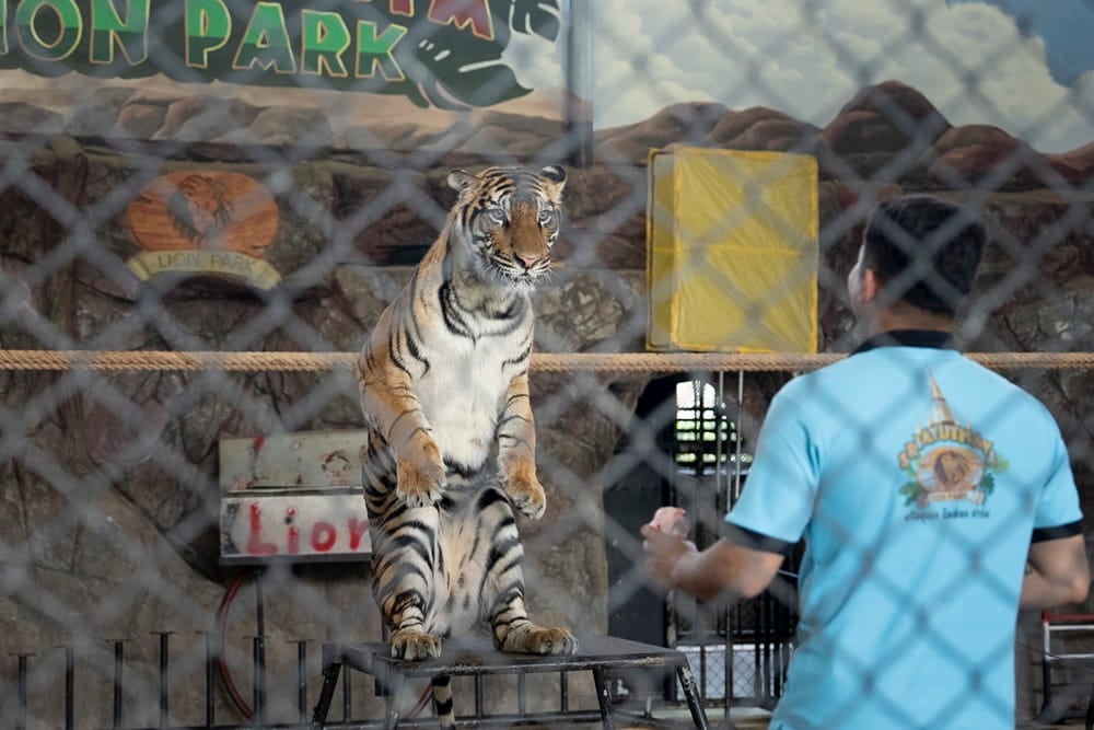 Tiger in captivity performing at Sriayuthaya Lion Park