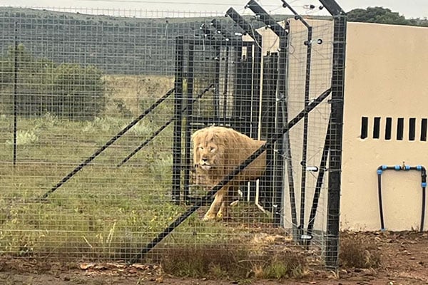 Mannie the African lion’s first steps in his new home