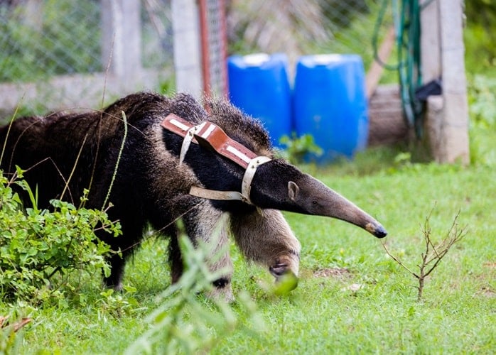 Anteater released into wild